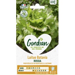 GONDIAN Laitue Batavia...