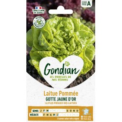 GONDIAN Laitue Pommée GOTTE...