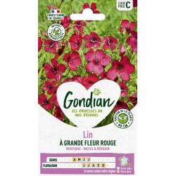 GONDIAN Lin À GRANDE FLEUR...