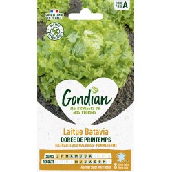 GONDIAN Laitue Batavia...