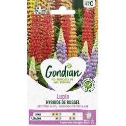 GONDIAN Lupin HYBRIDE DE...