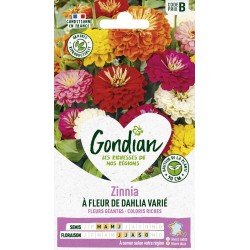 GONDIAN Zinnia À FLEUR DE...