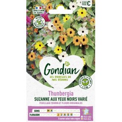 GONDIAN Thunbergia SUZANNE...