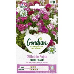 GONDIAN Oeillet de Poète...