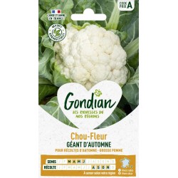 GONDIAN Chou-fleur GÉANT...