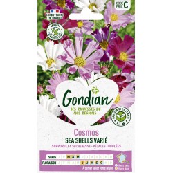 GONDIAN Cosmos SEA SHELLS...