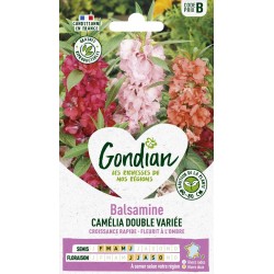 GONDIAN Balsamine CAMÉLIA...