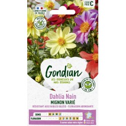 GONDIAN Dahlia Nain MIGNON...