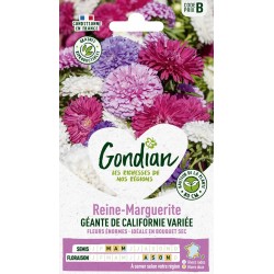 GONDIAN Reine-Marguerite...