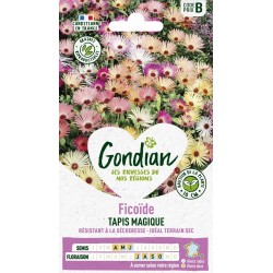 GONDIAN Ficoïde TAPIS...