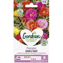 GONDIAN Pourpier DOUBLE...