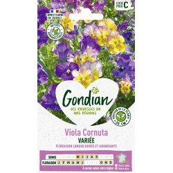 GONDIAN Viola CORNUTA...