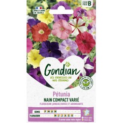 GONDIAN Pétunia NAIN...