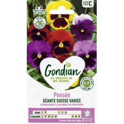 GONDIAN Pensée GÉANTE...