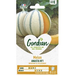 GONDIAN Melon ANASTA HF1...