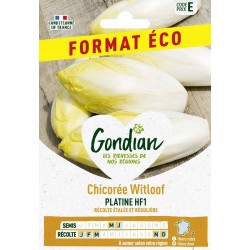 GONDIAN FORMAT ÉCO-Chicorée...