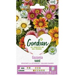 GONDIAN Gazania VARIÉ...