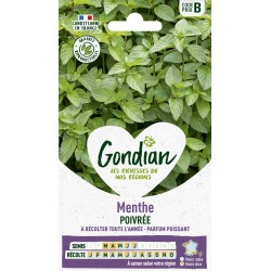 GONDIAN Menthe POIVRÉE...