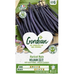 GONDIAN Haricot Nain VELOUR...