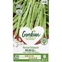 GONDIAN Haricot Grimpant...