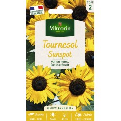 VILMORIN TOURNESOL Sunspot...