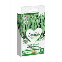 GONDIAN Haricot Grimpant...