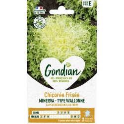 GONDIAN Chicorée Frisée...