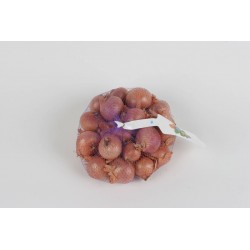 ÉCHALOTE Rose Red Sun...