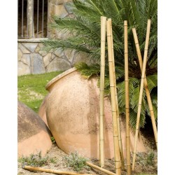 Tuteur BAMBOO DECO Ø60/70-2.4M