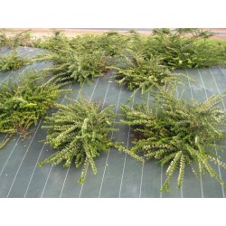 Toile de paillage pour...