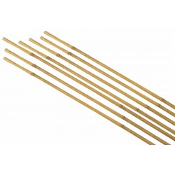Tuteurs bambou Ø6/8-H60 Lot...