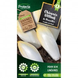 Graines Chicorée Endive De...