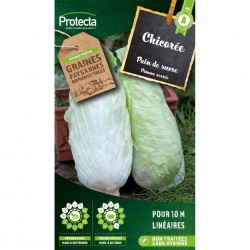 Graines Chicorée Sauvage...