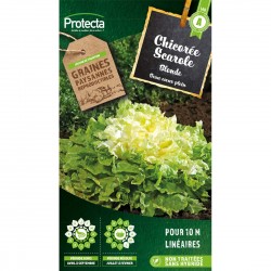 Graines Chicorée Scarole...