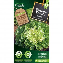 Graines Chicorée Scarole...