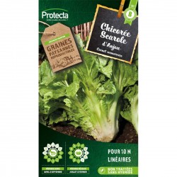 Graines Chicorée Scarole En...