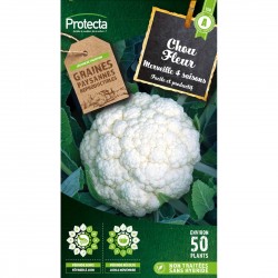 Graines Chou Fleur...