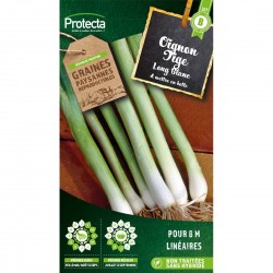 Graines Oignon Tige...