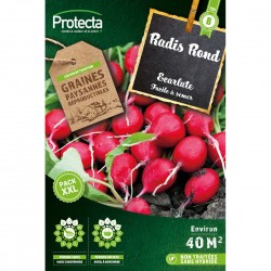 Graines Radis Rond Écarlate...
