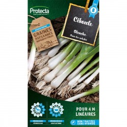 Graines Ciboule Blanche...