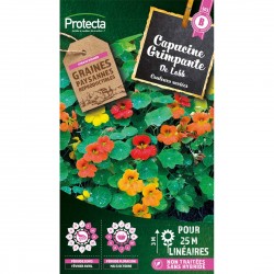 Graines Capucine Grande...