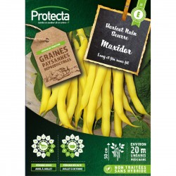 Graines Haricot Nain Beurre...