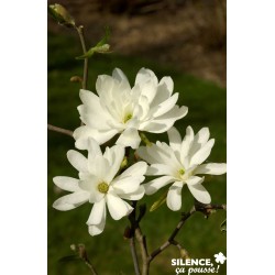 MAGNOLIA stellata 'Royal...