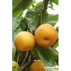 NASHI 'Kosui' ½TG C15L