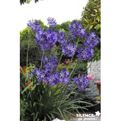 AGAPANTHUS 'Northern Star'...