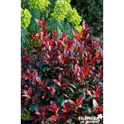 PHOTINIA fraseri 'Carre...