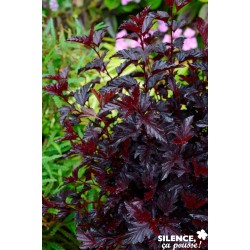 PHYSOCARPUS opulifolius All...