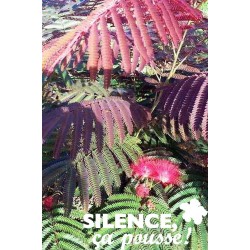 ALBIZIA julibrissin 'Evy's...