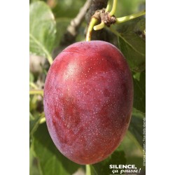 PRUNIER 'Imperial Rouge' FF...