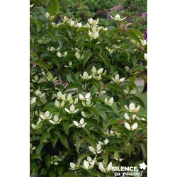 CORNUS hongkongensis FF...